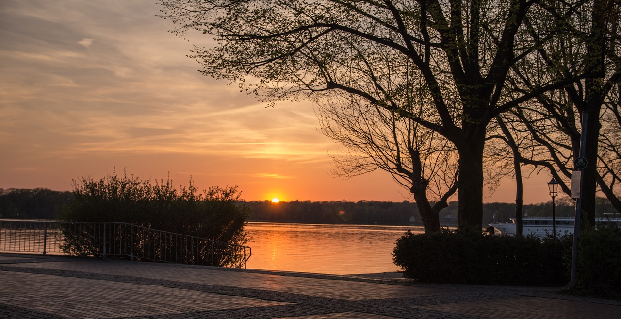 tree  nature  sunset free photo