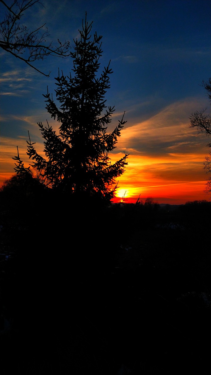 tree  sunset  the dawn family free photo