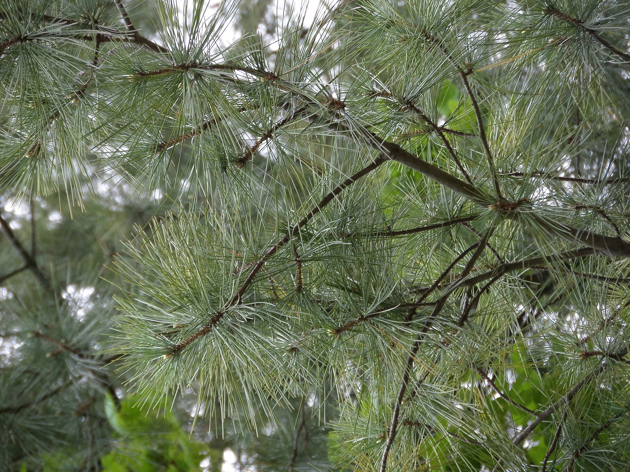 tree  nature  pine free photo