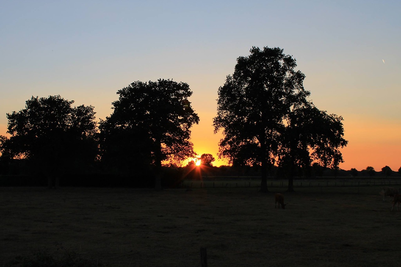 tree trees sunset free photo