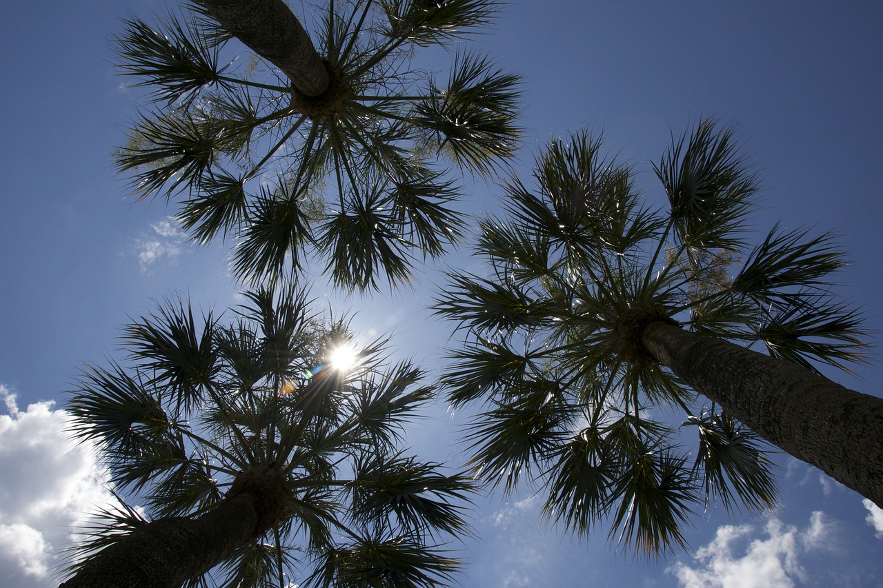 tree  sky  outdoors free photo