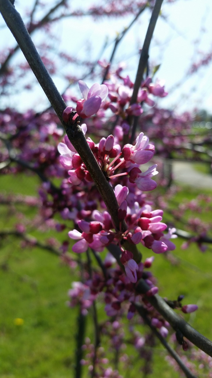 tree  nature  branch free photo