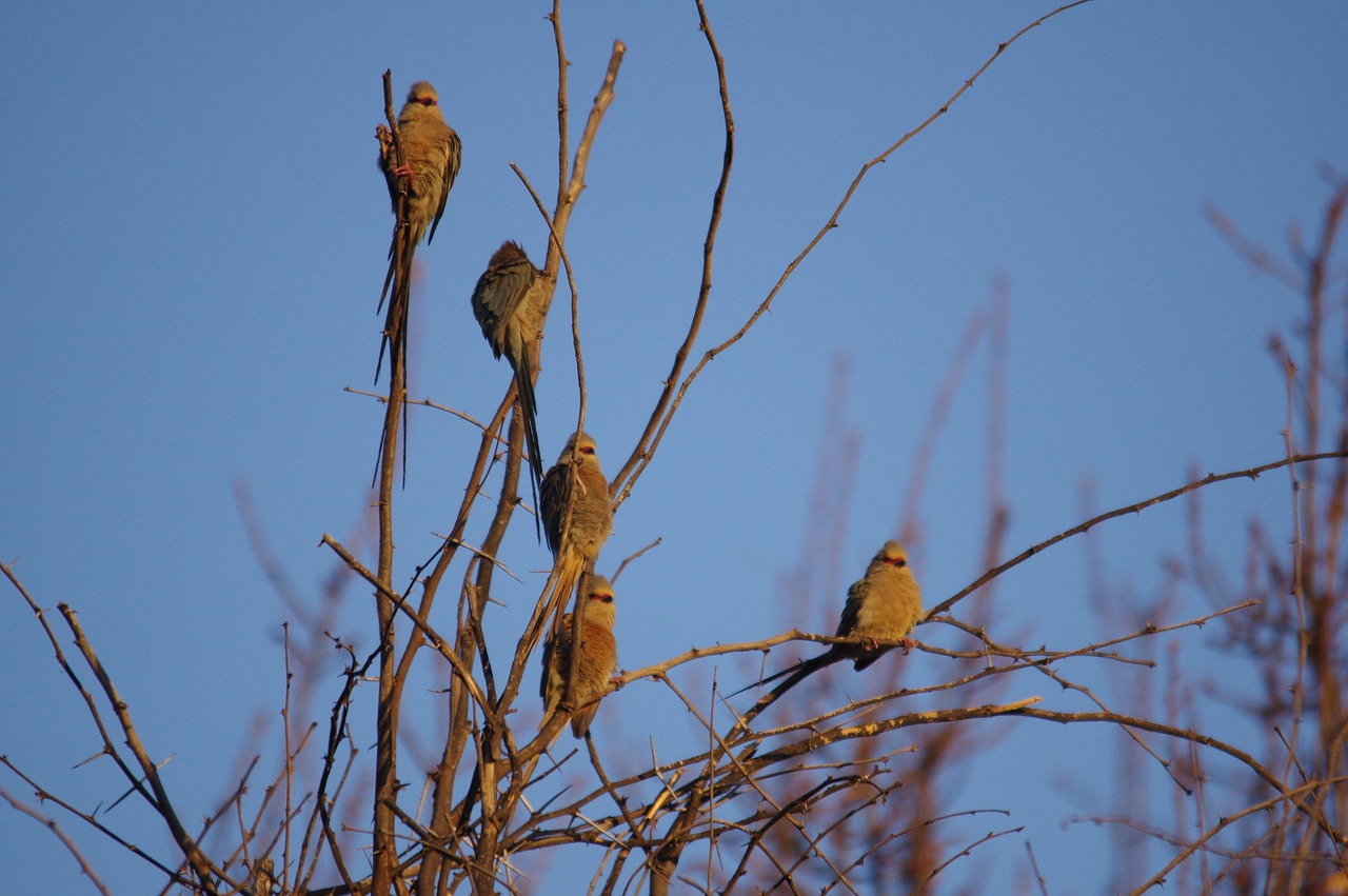 tree  bird  nature free photo