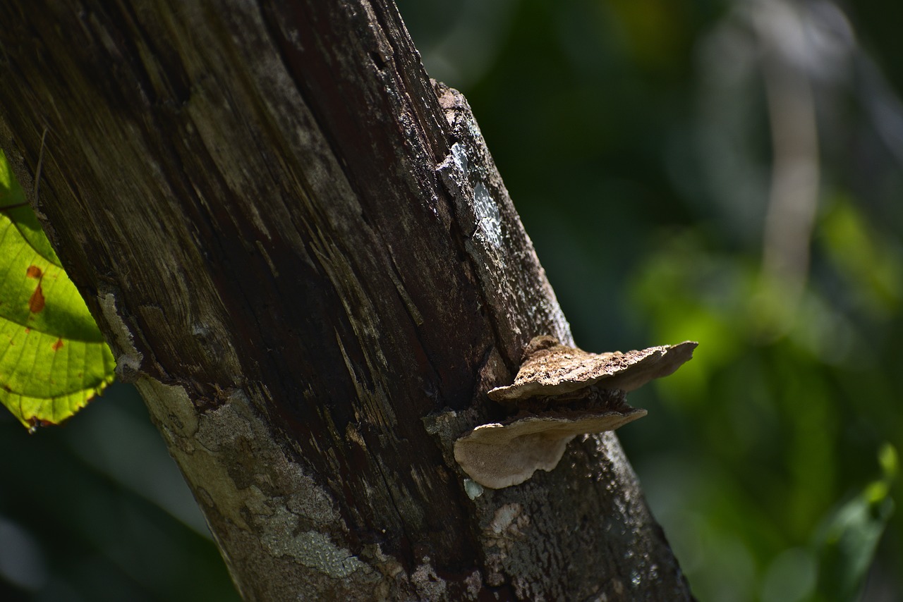 tree  wood  nature free photo