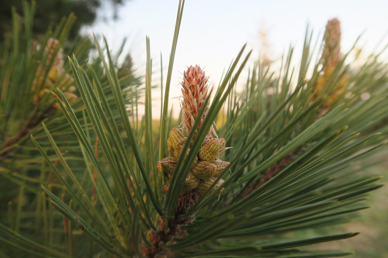 tree  nature  pine free photo