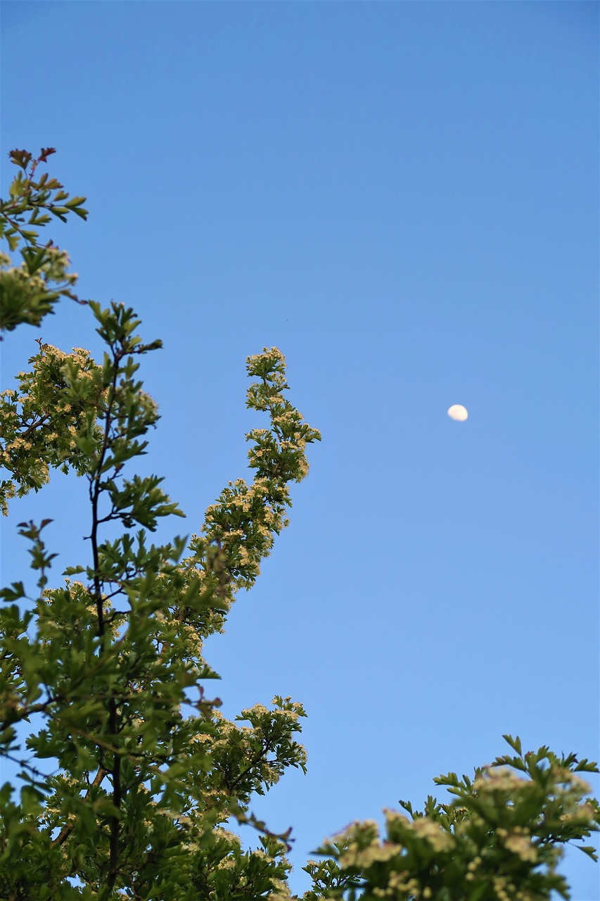 tree  nature  sky free photo