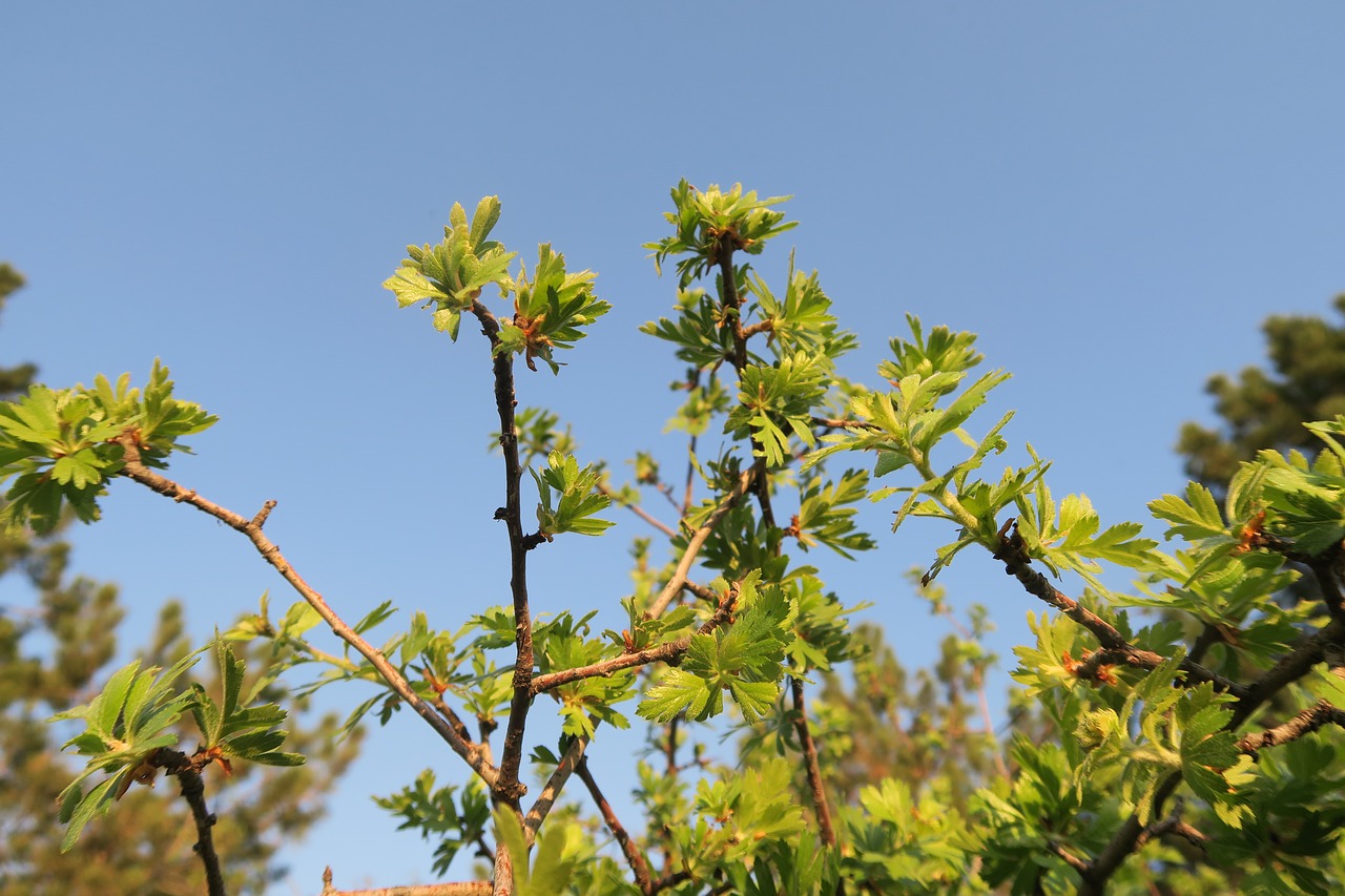 tree  nature  plant free photo