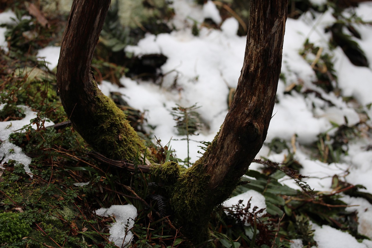 tree  wood  nature free photo