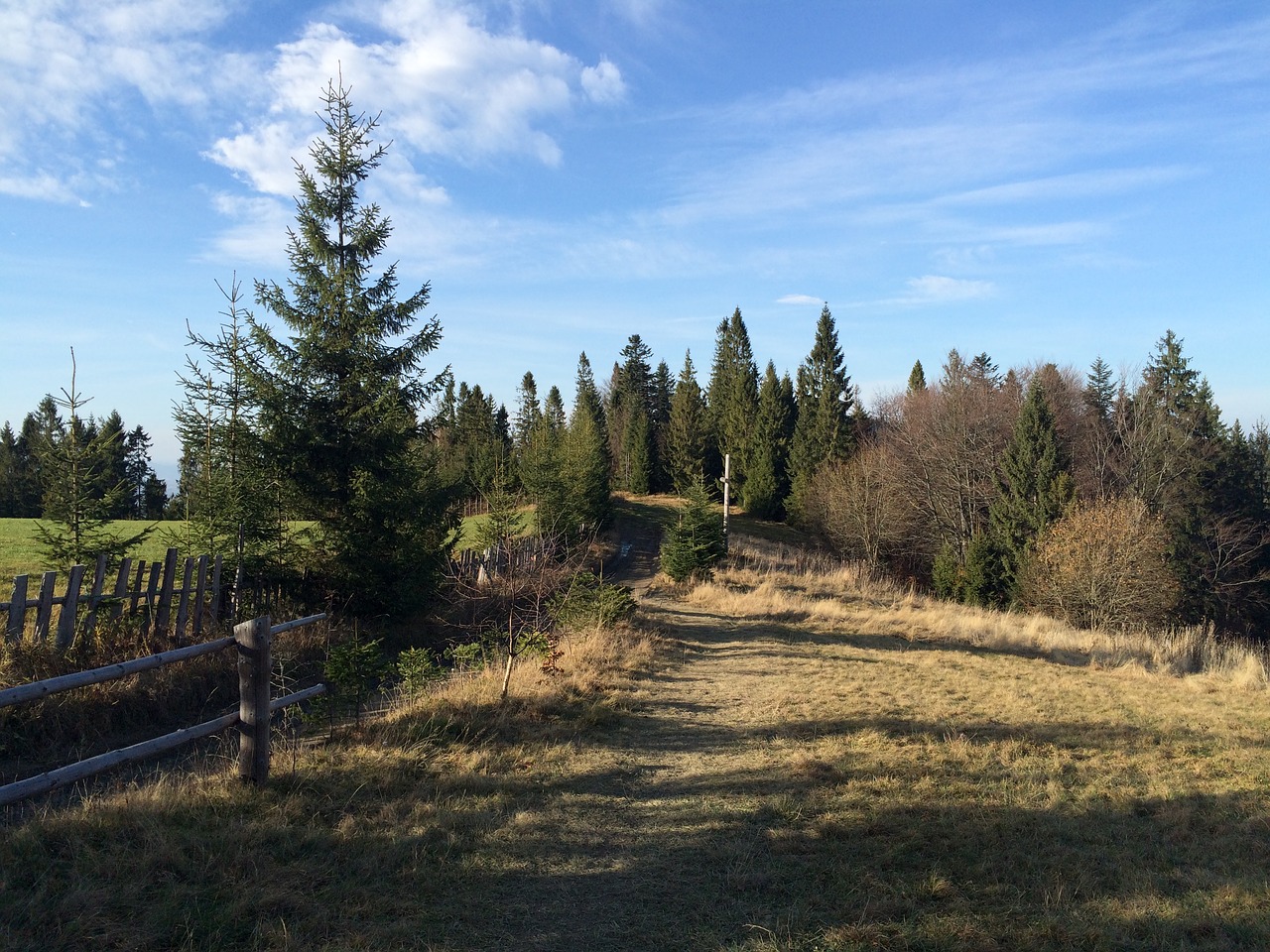 tree  landscape  nature free photo