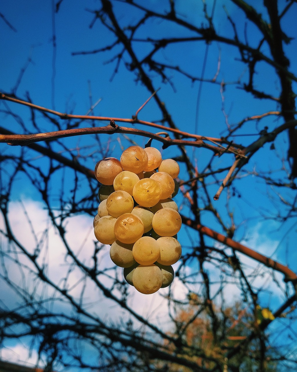 tree  nature  fruit free photo