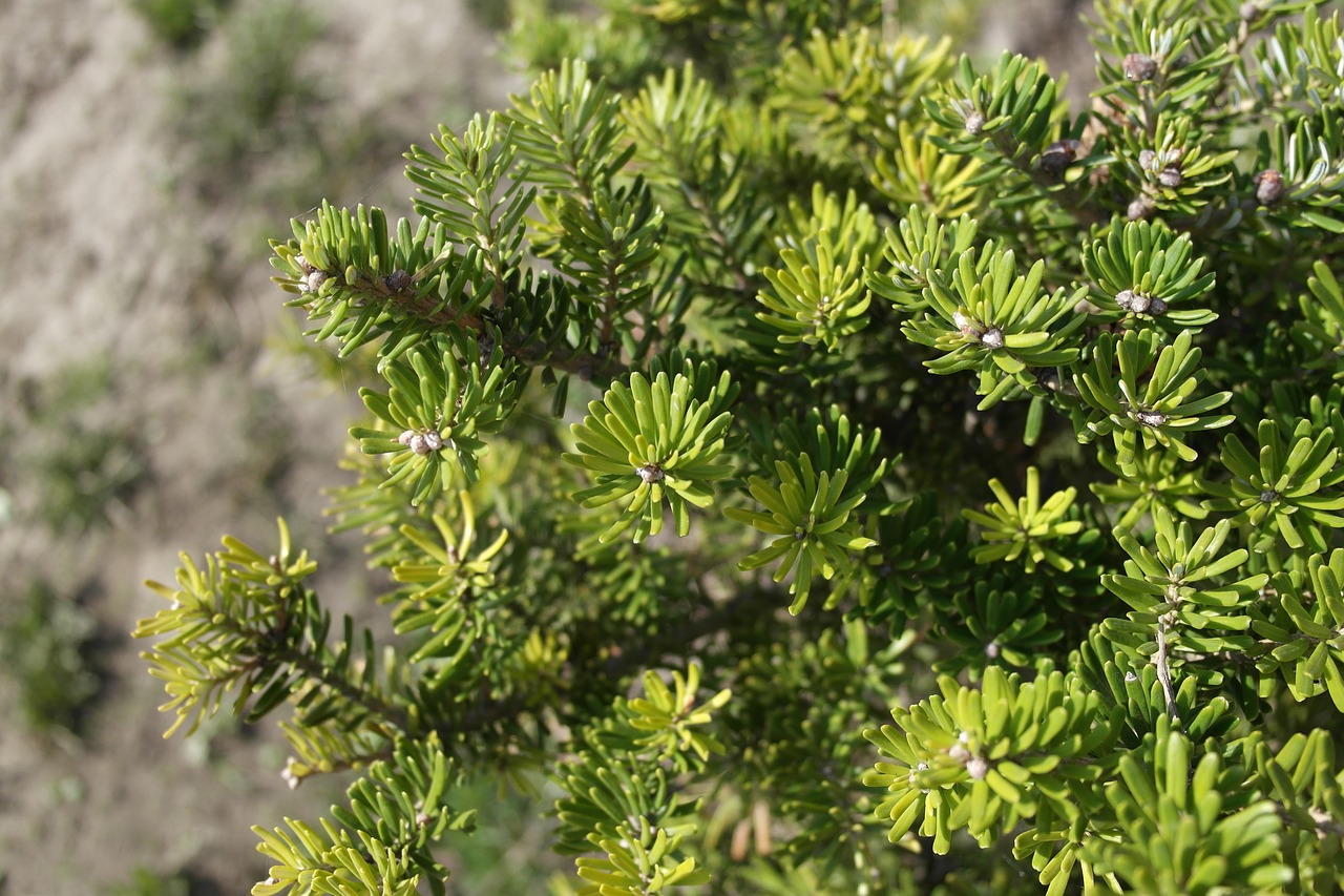 tree  nature  plant free photo