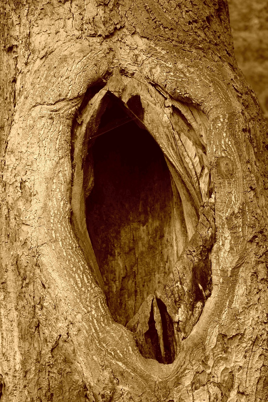 tree  cave  nature free photo