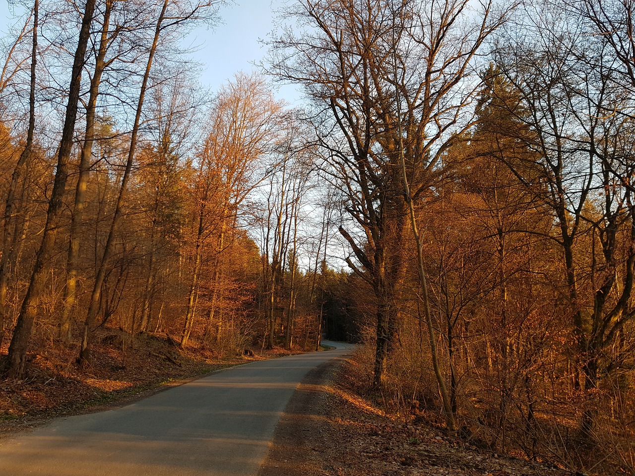 tree  autumn  nature free photo