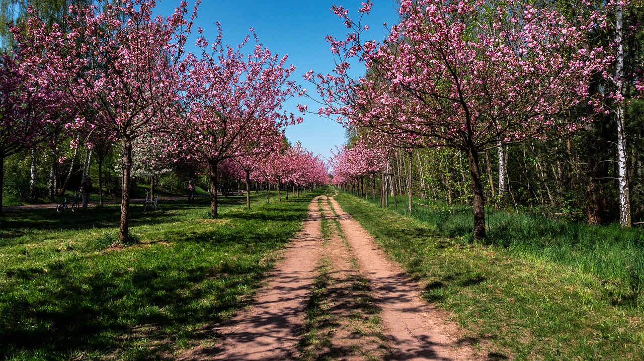 tree  season  nature free photo