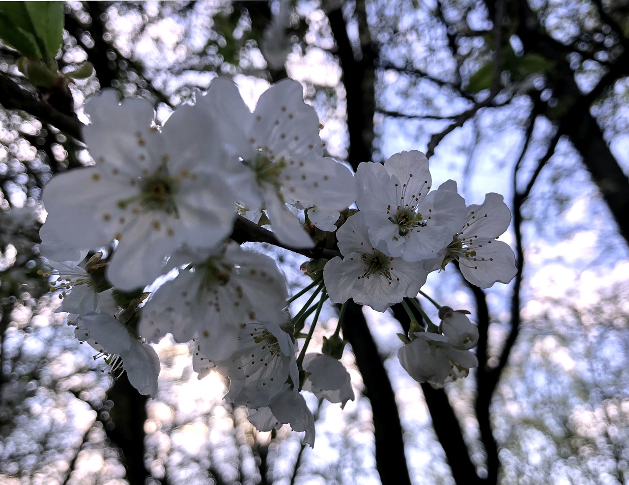 tree  season  plant free photo