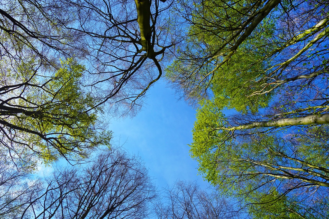 tree  tree top  up free photo