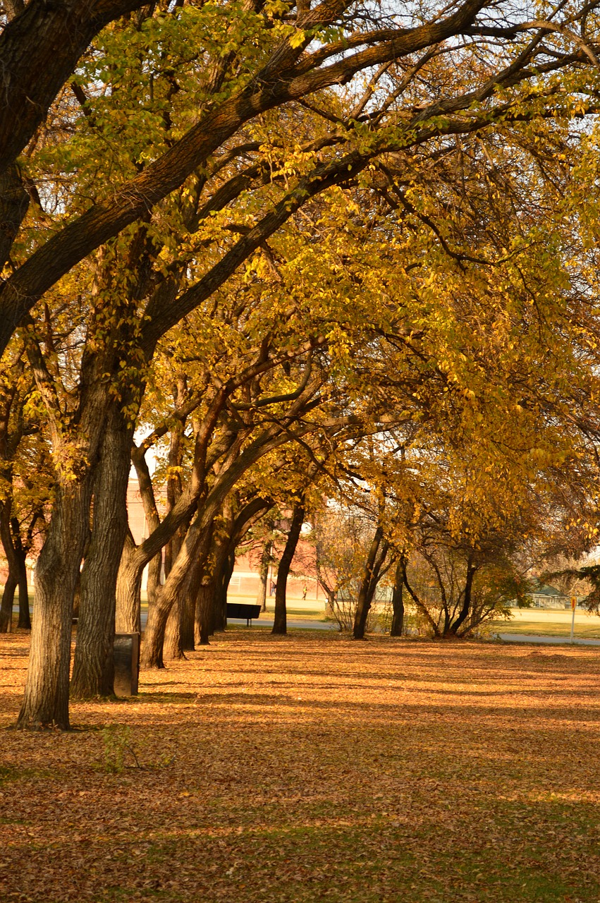 tree  fall  park free photo