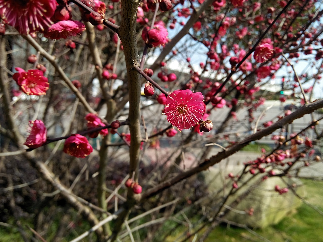 tree  branch  flower free photo