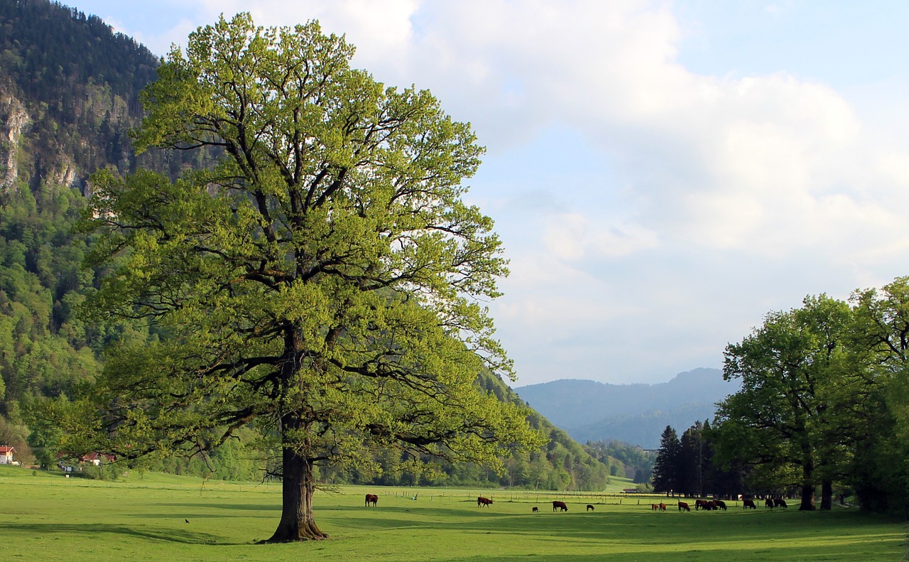 tree meadow pasture free photo