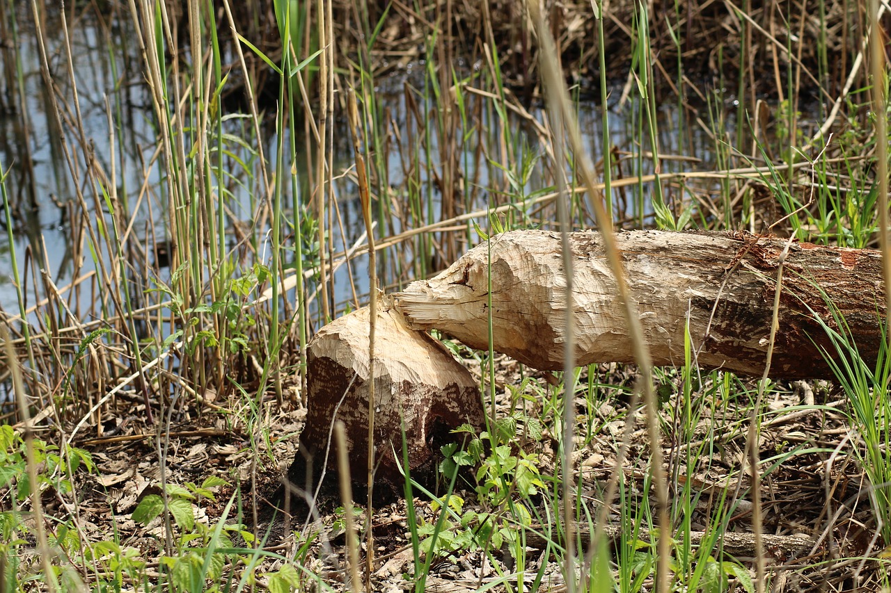 tree  beaver  beavers free photo