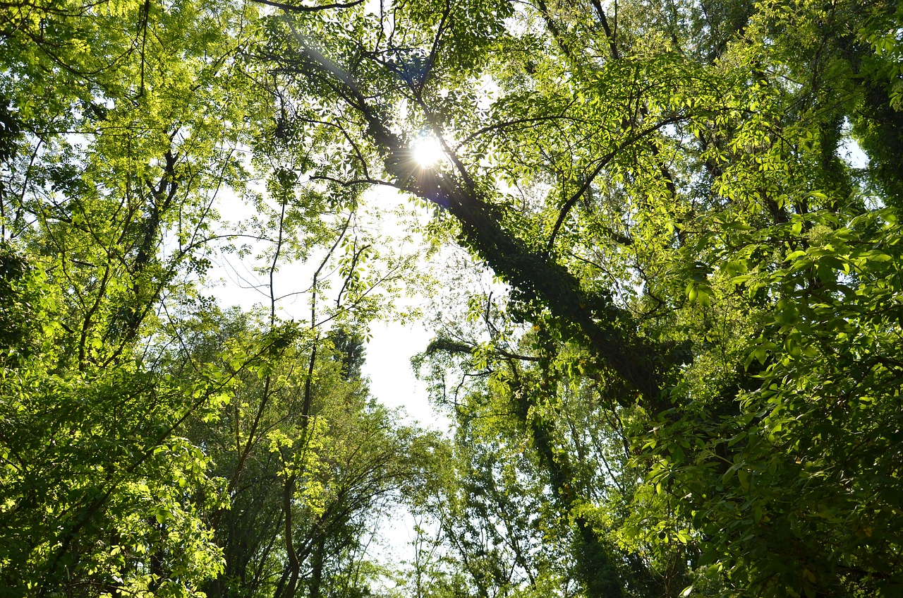 tree  nature  wood free photo