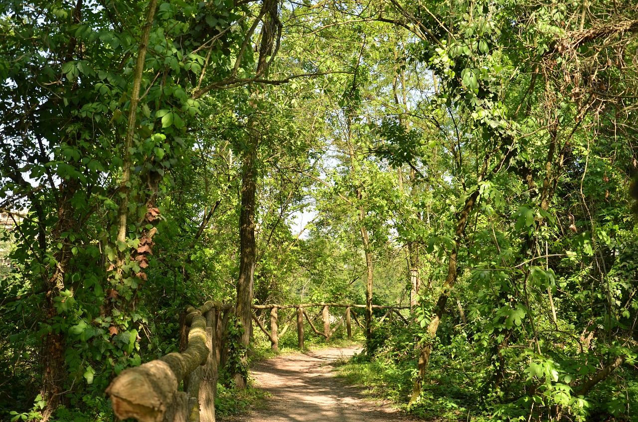 tree  nature  flora free photo