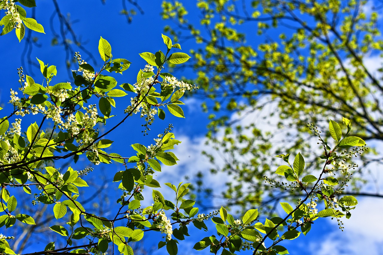 tree  branch  blossom free photo