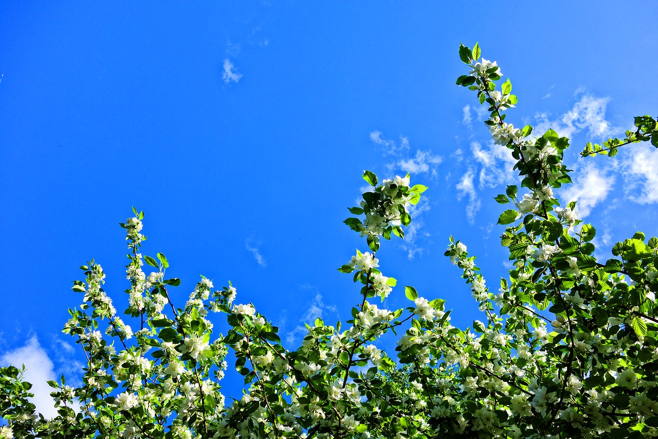 tree  branch  blossom free photo