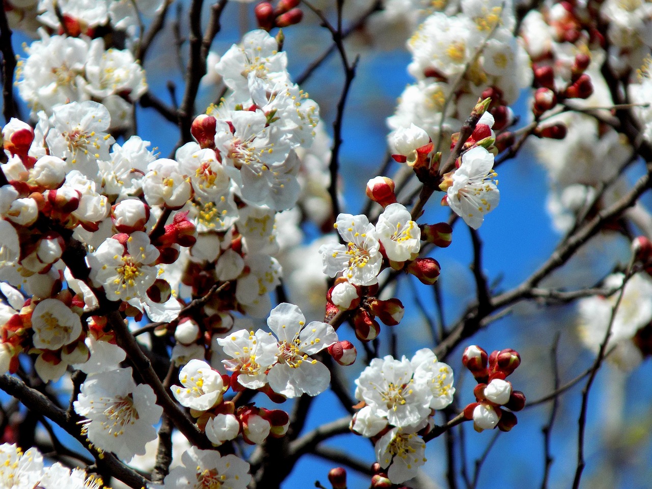 tree  cherry  flower free photo