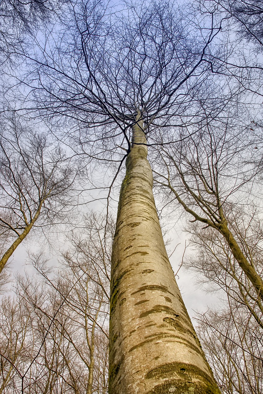 tree  wood  nature free photo