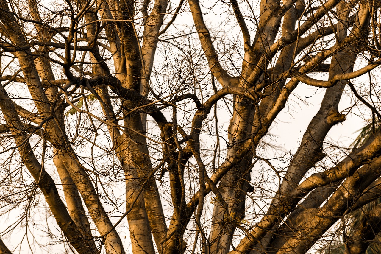 tree  wood  branch free photo