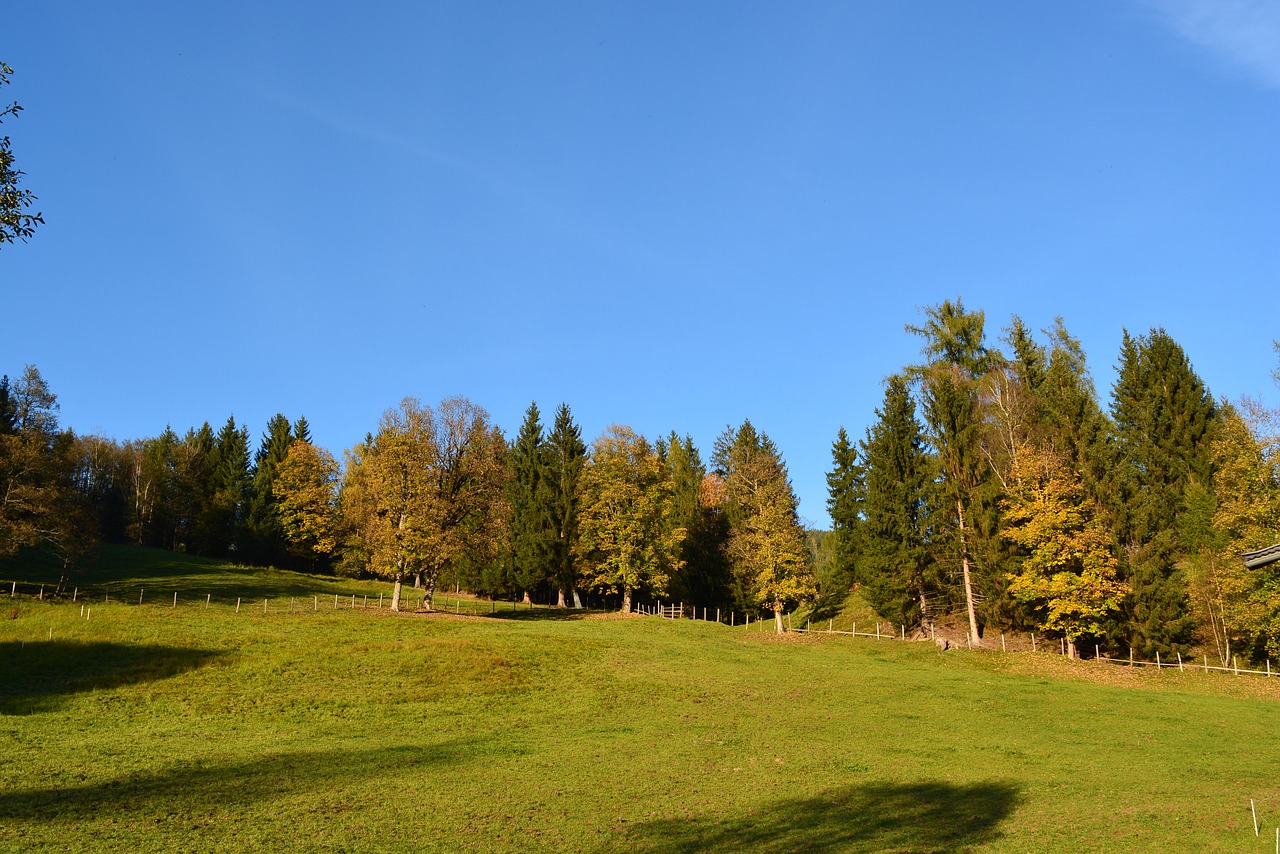 tree  nature  grass free photo