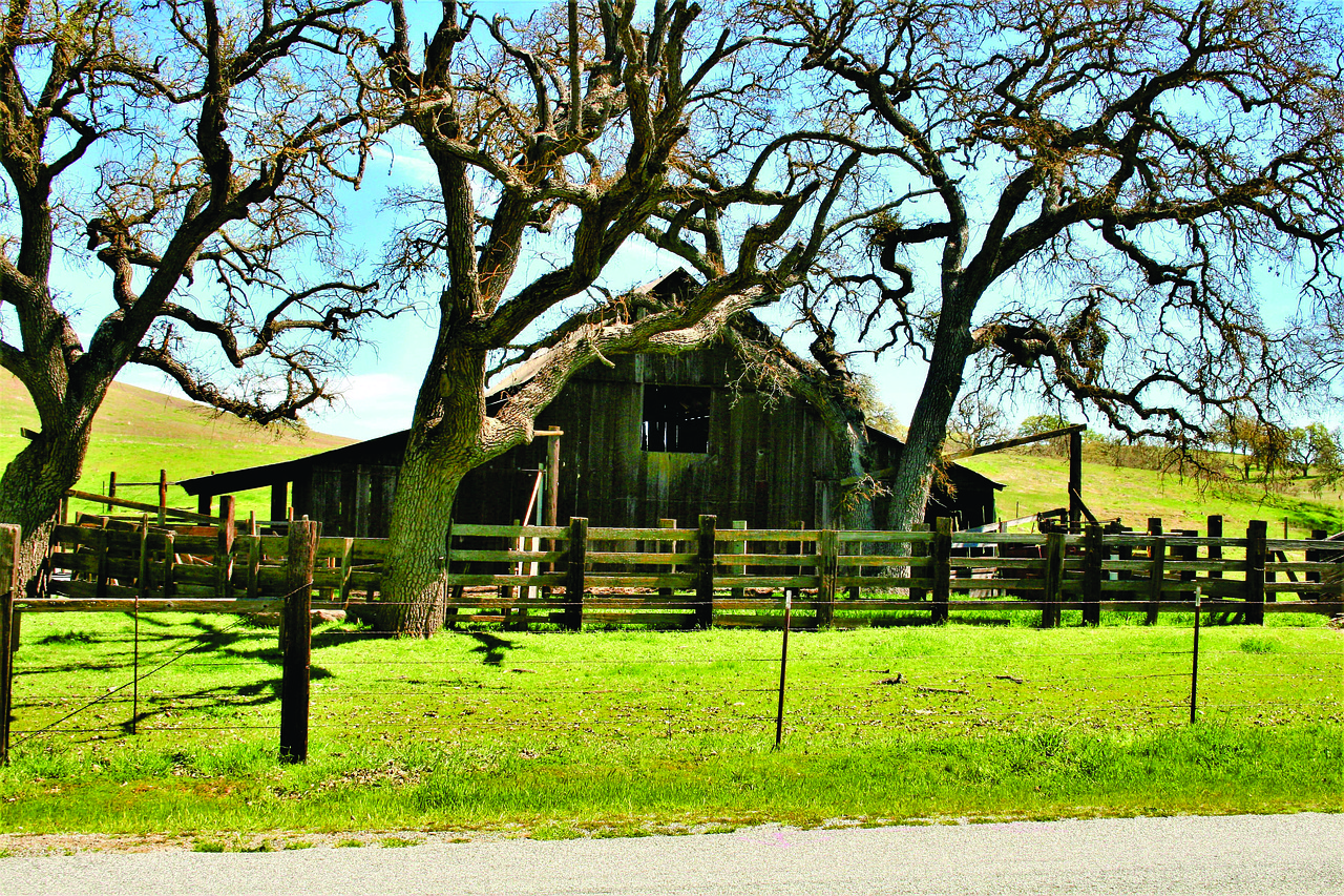 tree  nature  grass free photo