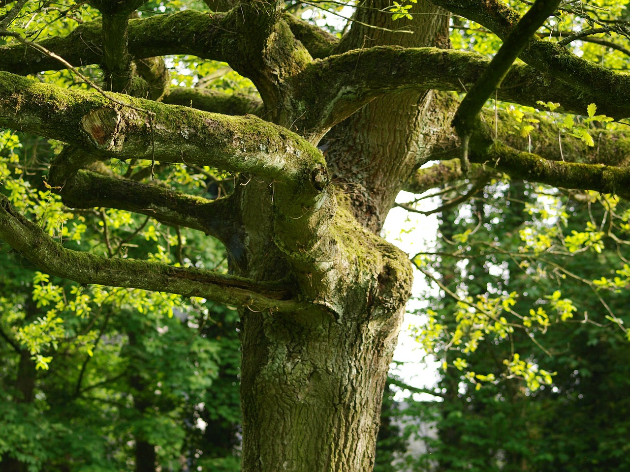 tree old tree gnarled free photo