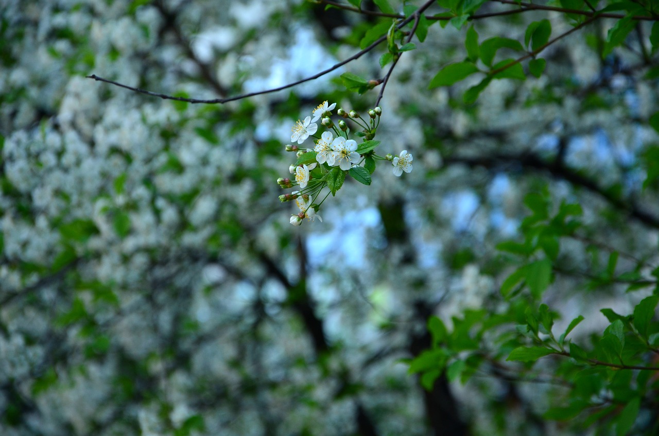 tree  season  nature free photo