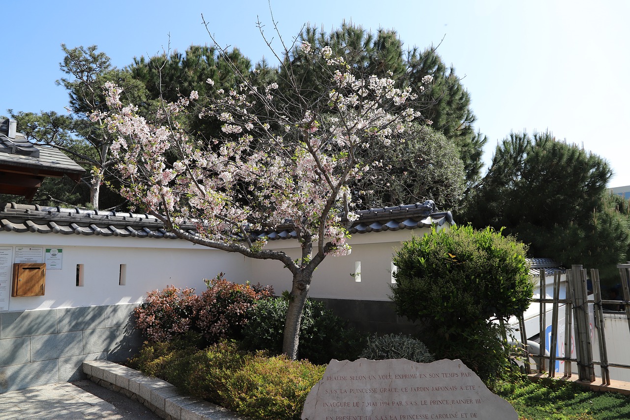 tree  nature  flower free photo