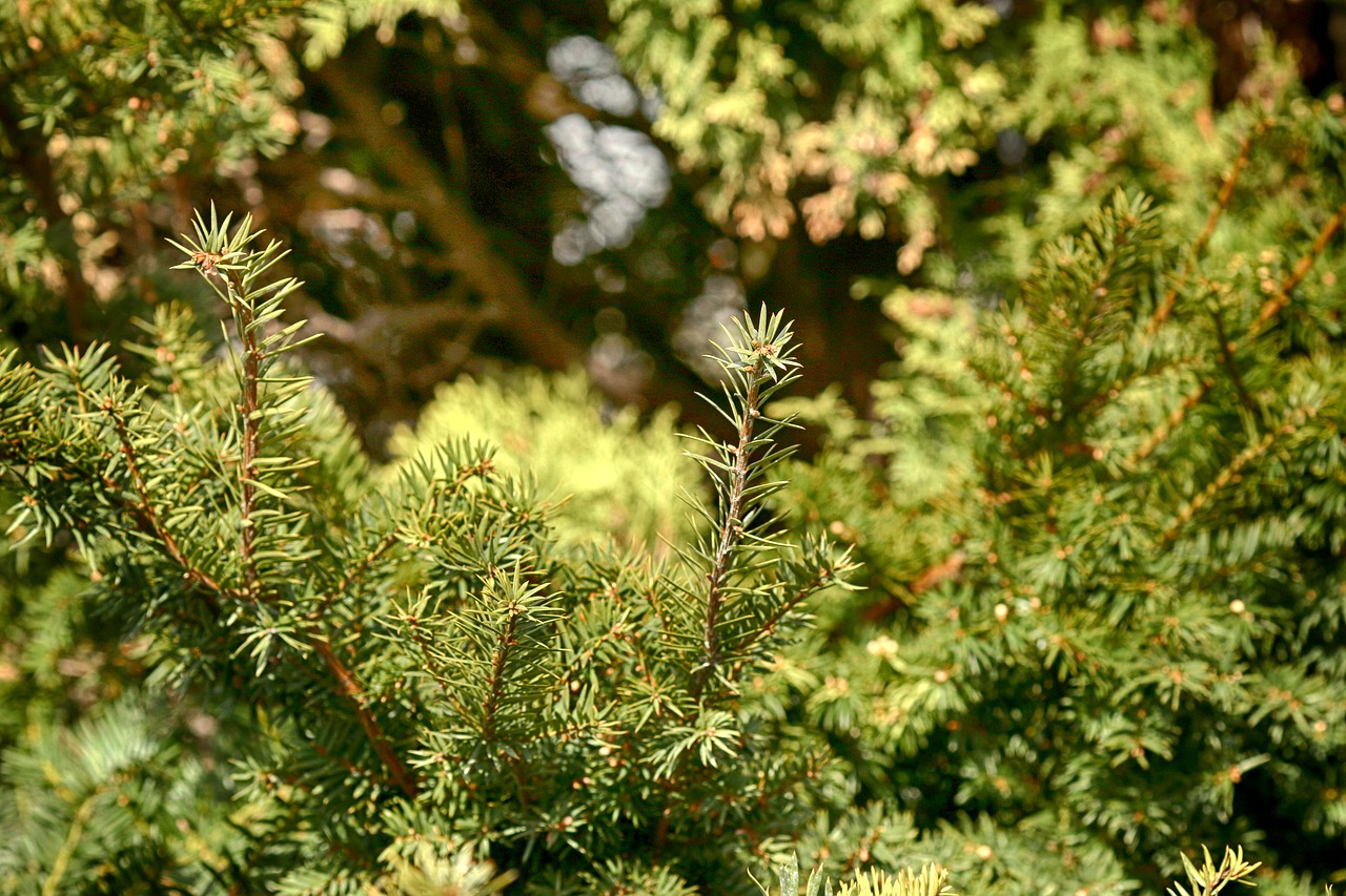 tree  needle  evergreen free photo