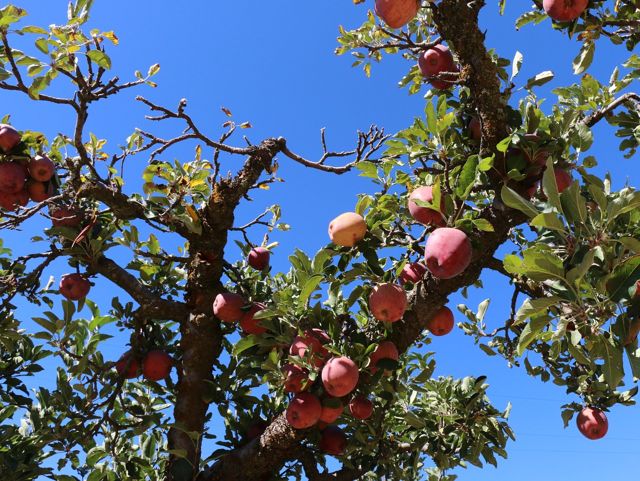 tree  fruit  branch free photo