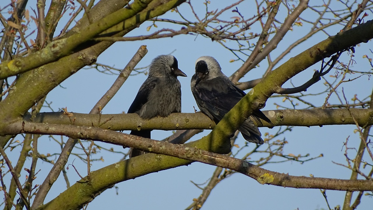 tree  nature  birds free photo