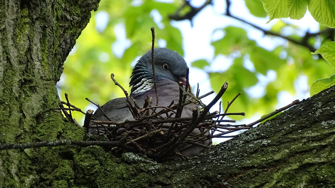 tree  nature  birds free photo