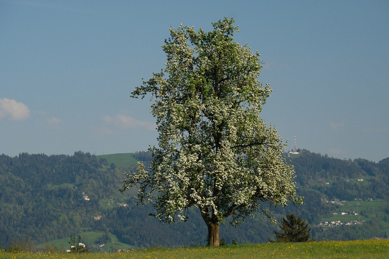 tree  landscape  nature free photo