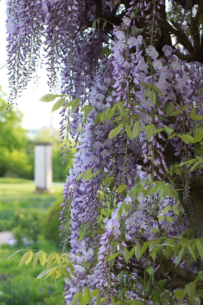 tree  nature  plant free photo