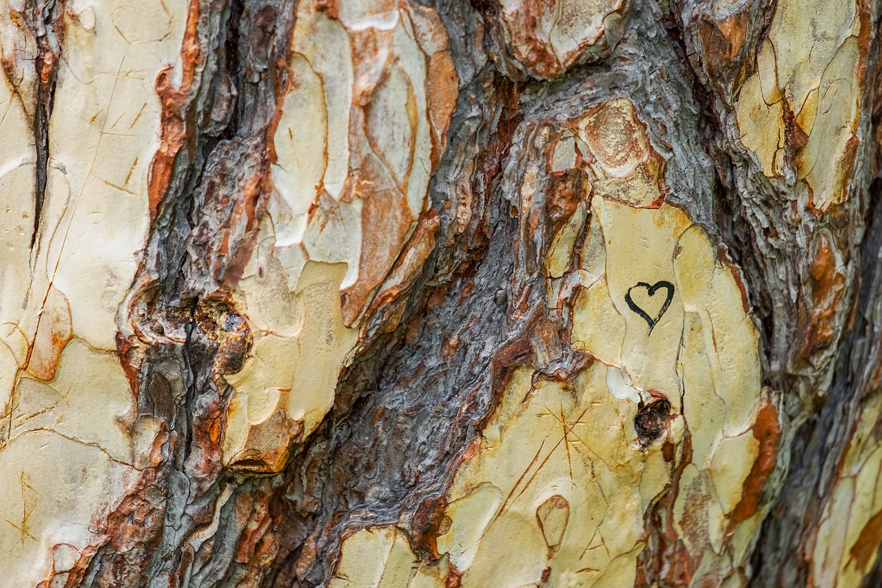 tree  austrian black pine  pinus nigra free photo