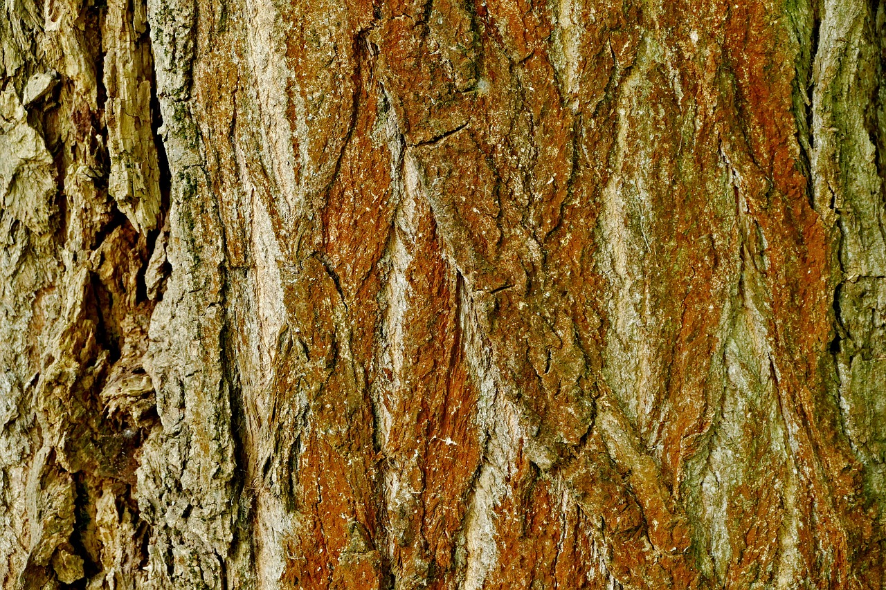 tree  bark  structure free photo