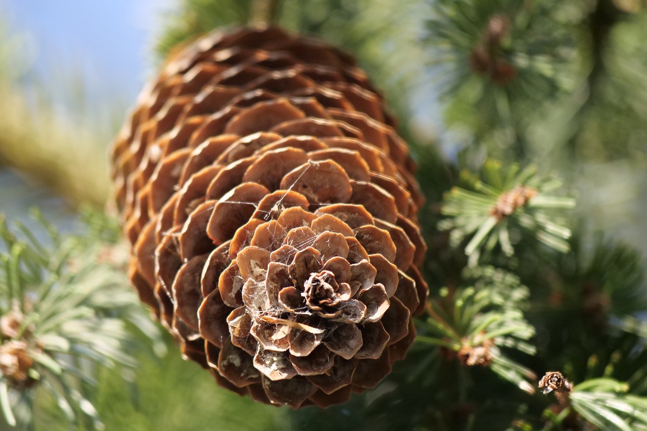 tree  fir tree  pine cones free photo