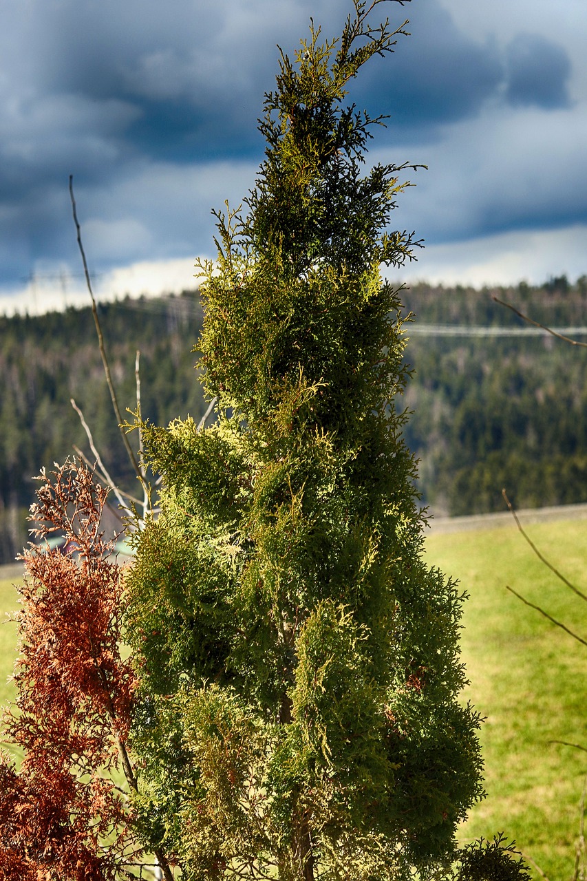 tree  growth  nature free photo