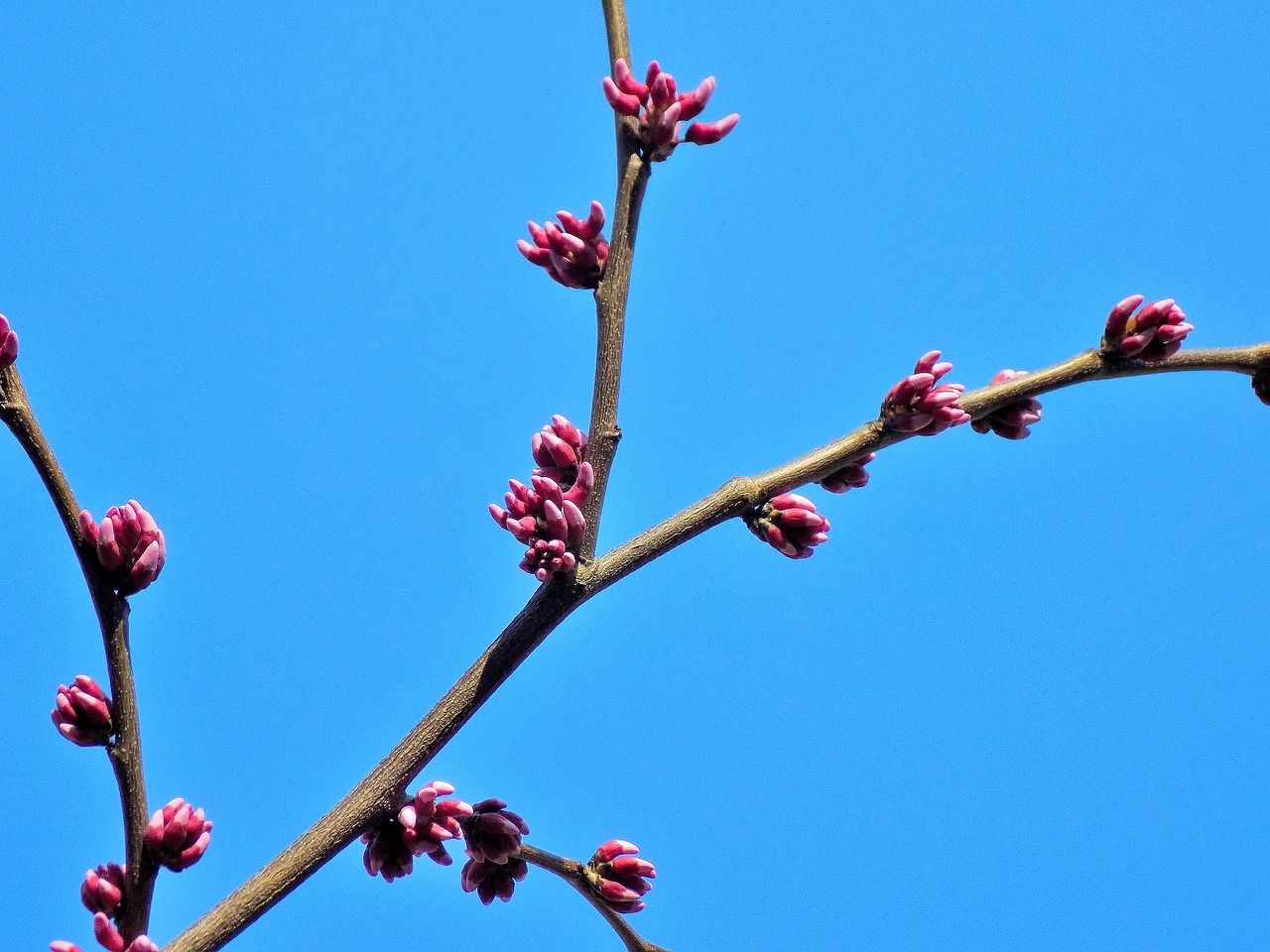 tree  plant  outdoors free photo