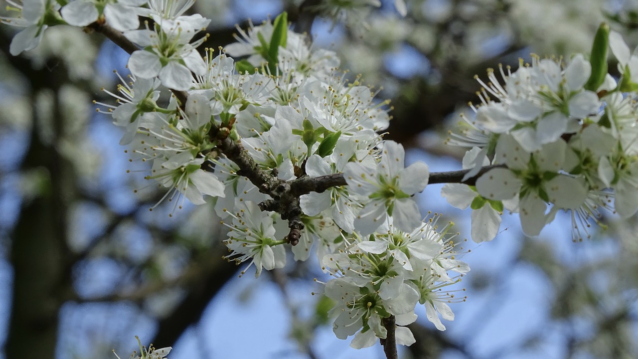 tree  branch  flower free photo