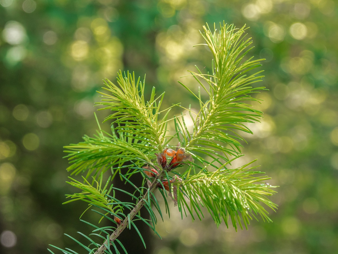 tree  branch  forest free photo