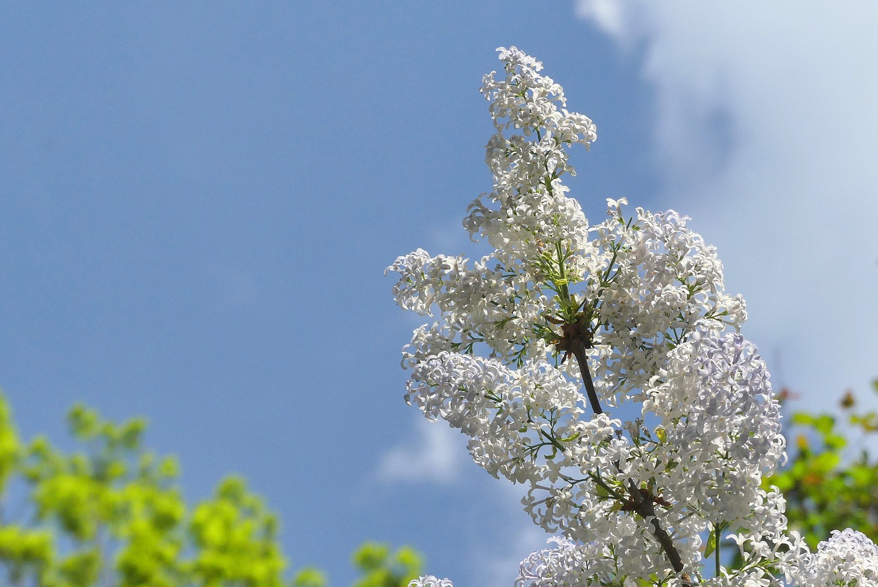 tree  flower  season free photo